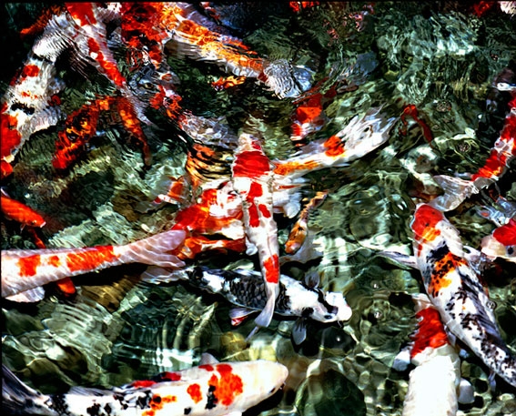 AquariumBeijing120cm