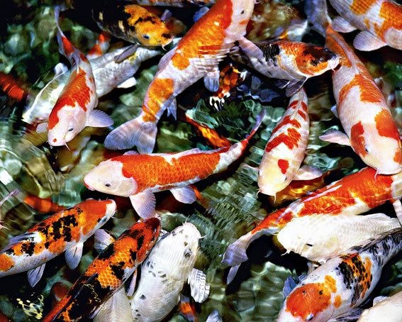 AquariumBeijing220cm