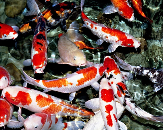 AquariumBeijing320cm