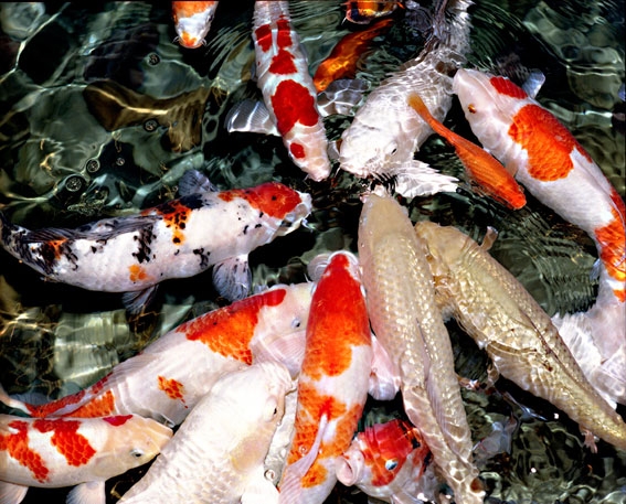 AquariumBeijing420cm