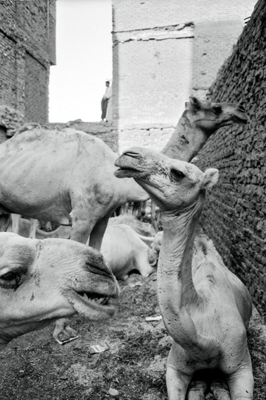 slaughterhouseforcamelselsaiyadazeinab